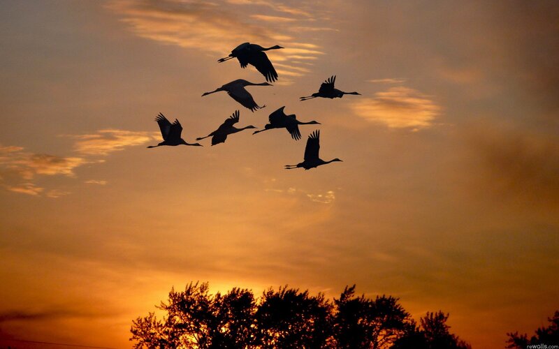 Flying Cranes at Sunset