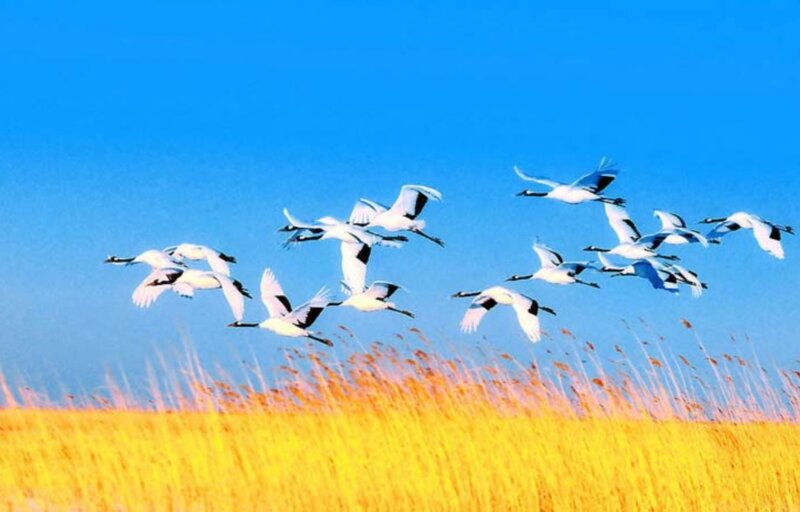 Flying Cranes over Field
