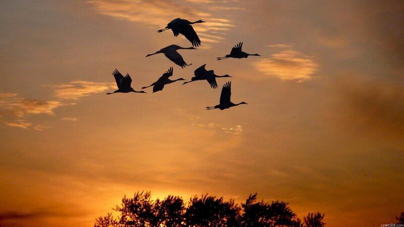 Flying Cranes Silhouette — Orange, Serene, Sunset