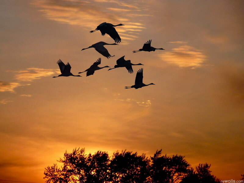 Flying Cranes Silhouette