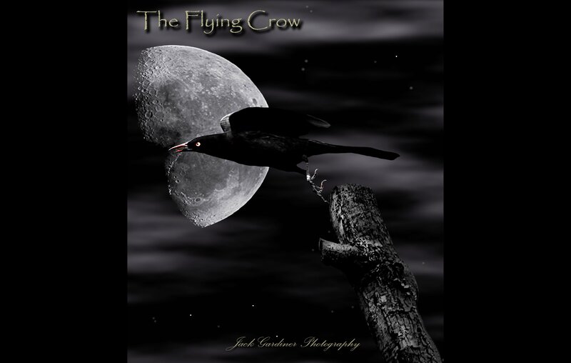 Flying Crow at Night