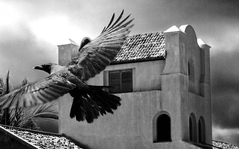 Flying Crow Near Building