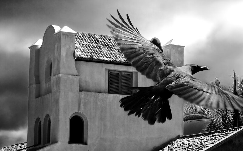 Flying Crow over Building — Black