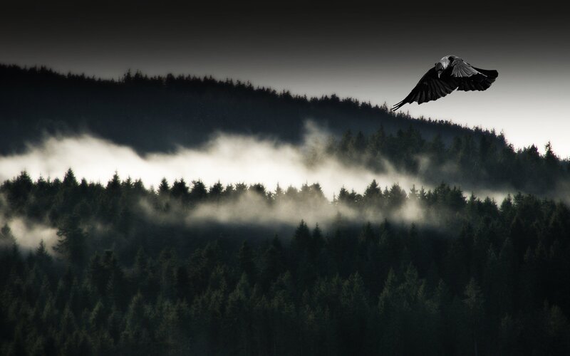 Flying Crow over Forest
