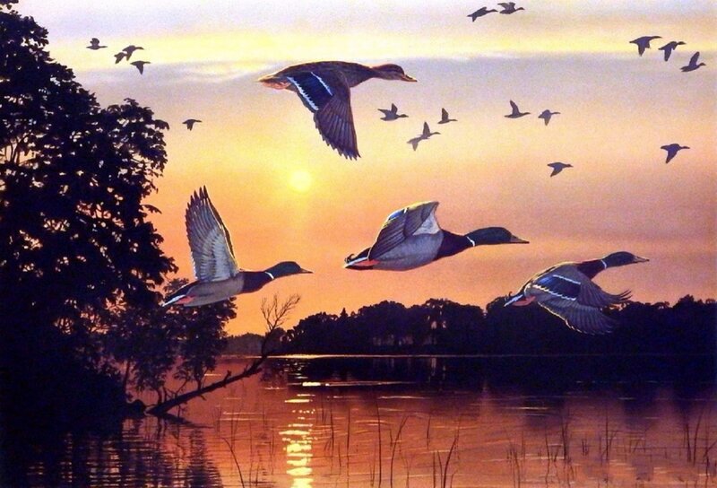 Flying Ducks at Sunset — Orange