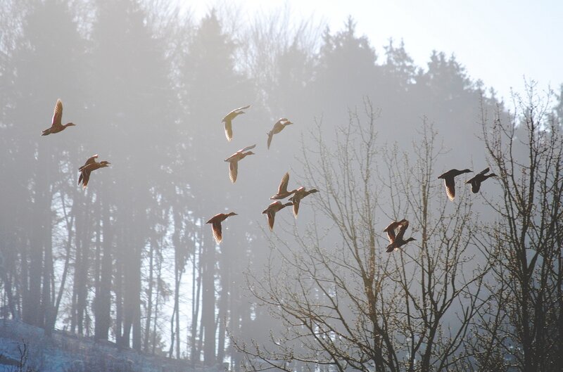 Flying Ducks in Fog
