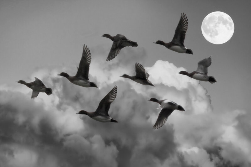 Flying Ducks in Sky
