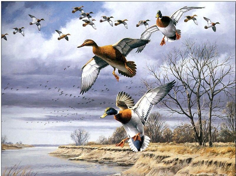 Flying Ducks over River
