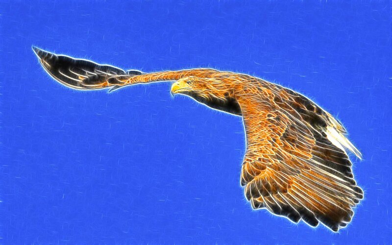 Flying Eagle — Blue, Dynamic