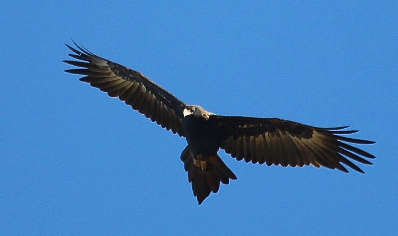 Flying Eagle — Blue, Serene, Afternoon