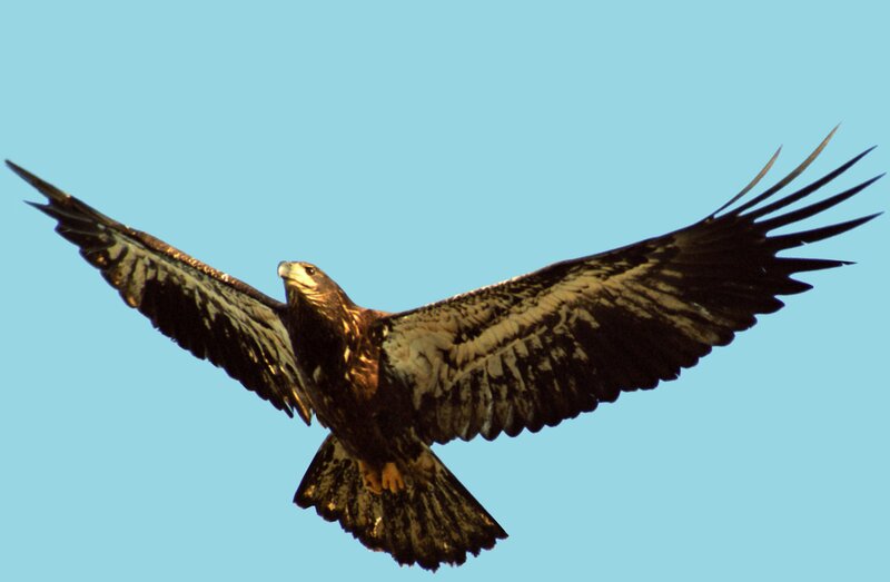 Flying Eagle — Blue, Serene