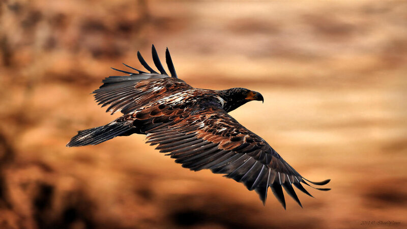 Flying Eagle — Brown, Dynamic