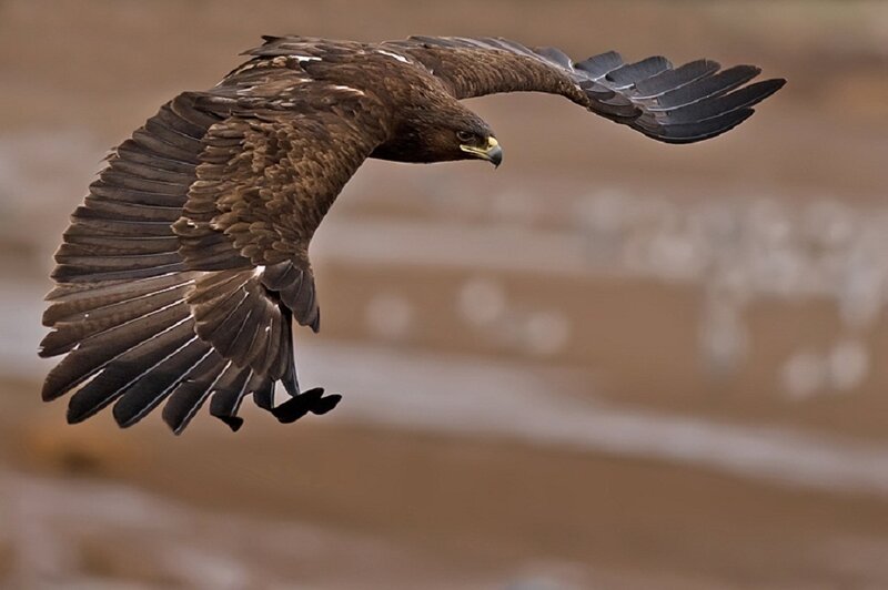 Flying Eagle — Brown