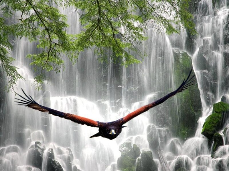 Flying Eagle — Green