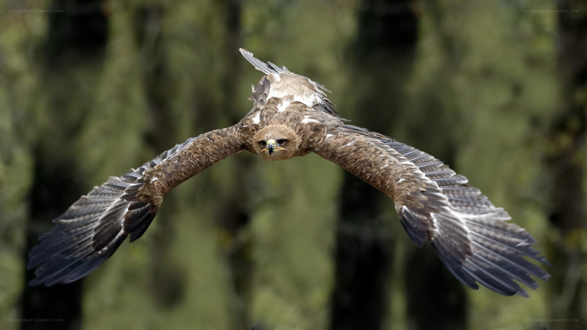 flying eagle in forest