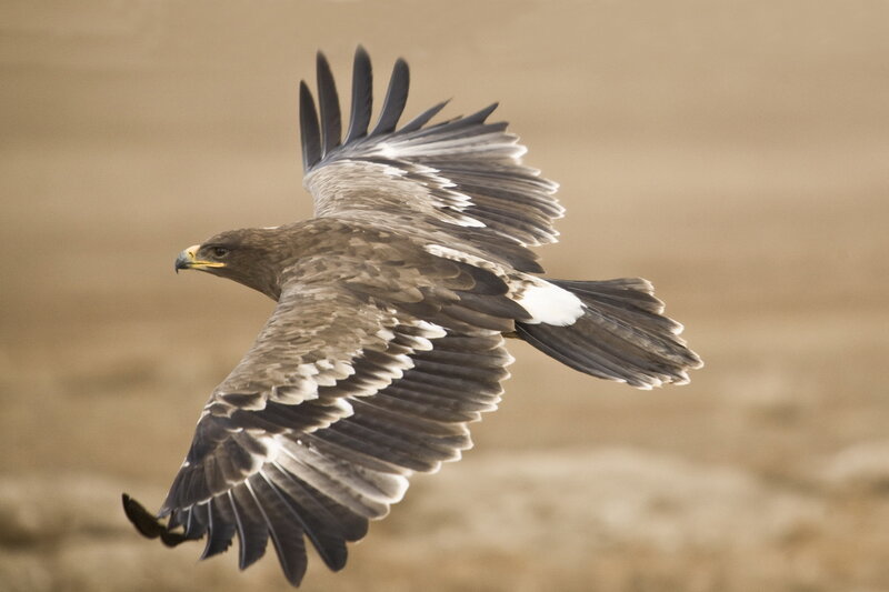 flying eagle in mid-air