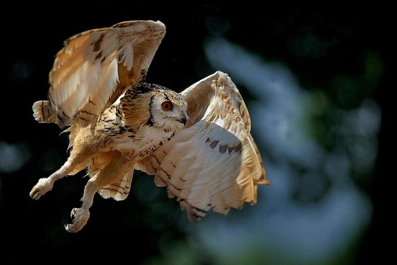 Flying Eagle Owl