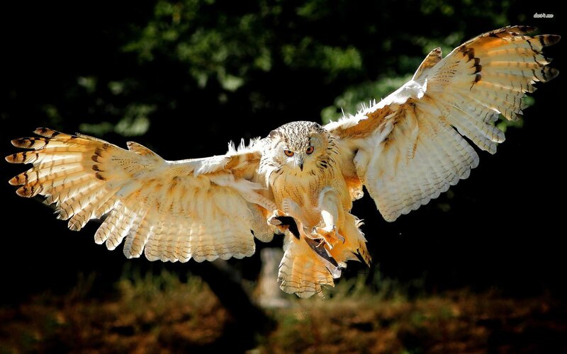 Flying Eagle Owl — White