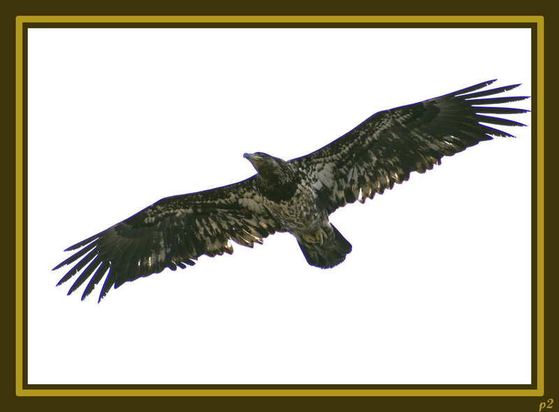 Flying Eagle — White