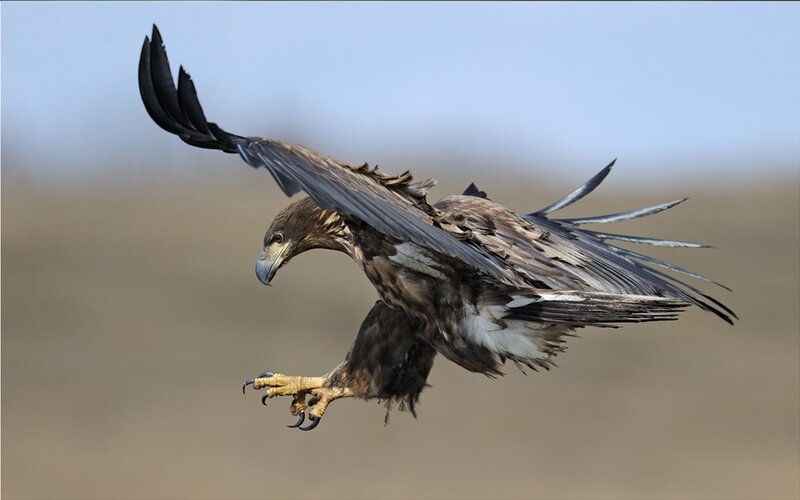 Flying Eagle with Talons Extended — Brown