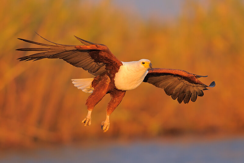 flying fish eagle