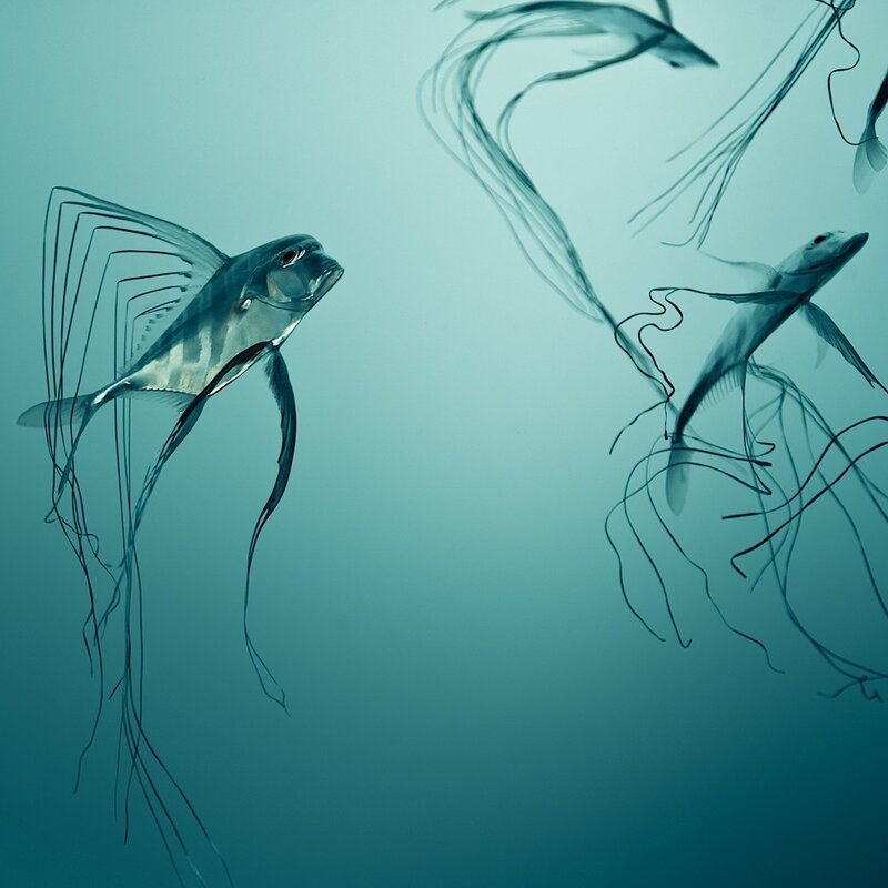 Flying fish in the ocean