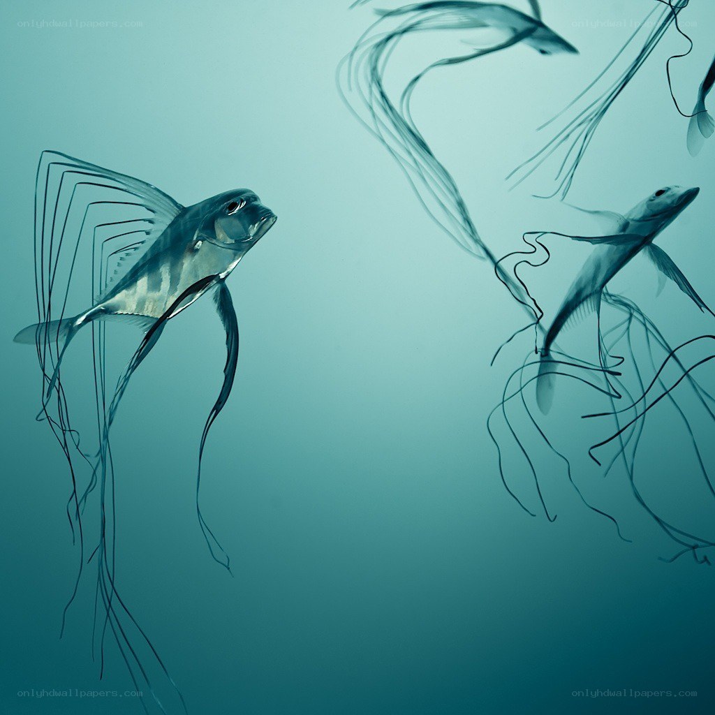 Flying fish in the ocean