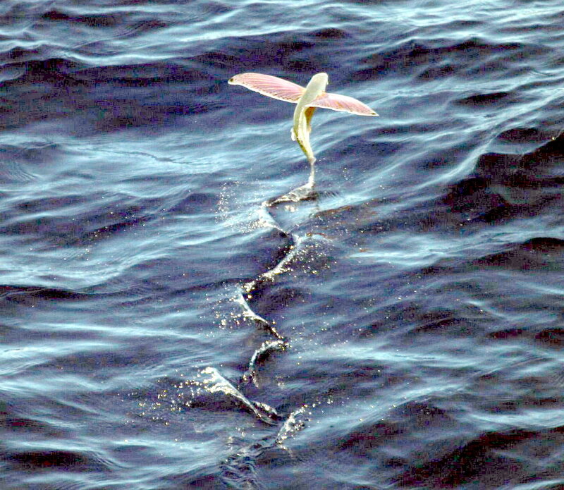 Flying Fish in Water