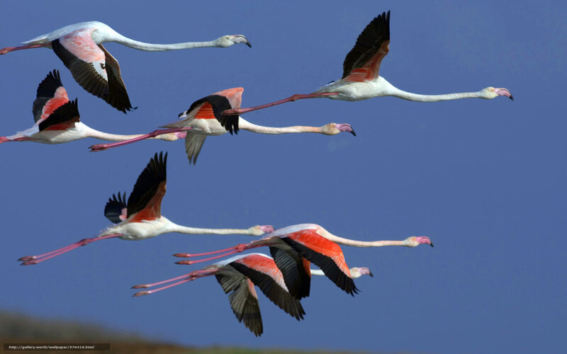 Flying Flamingos — Blue