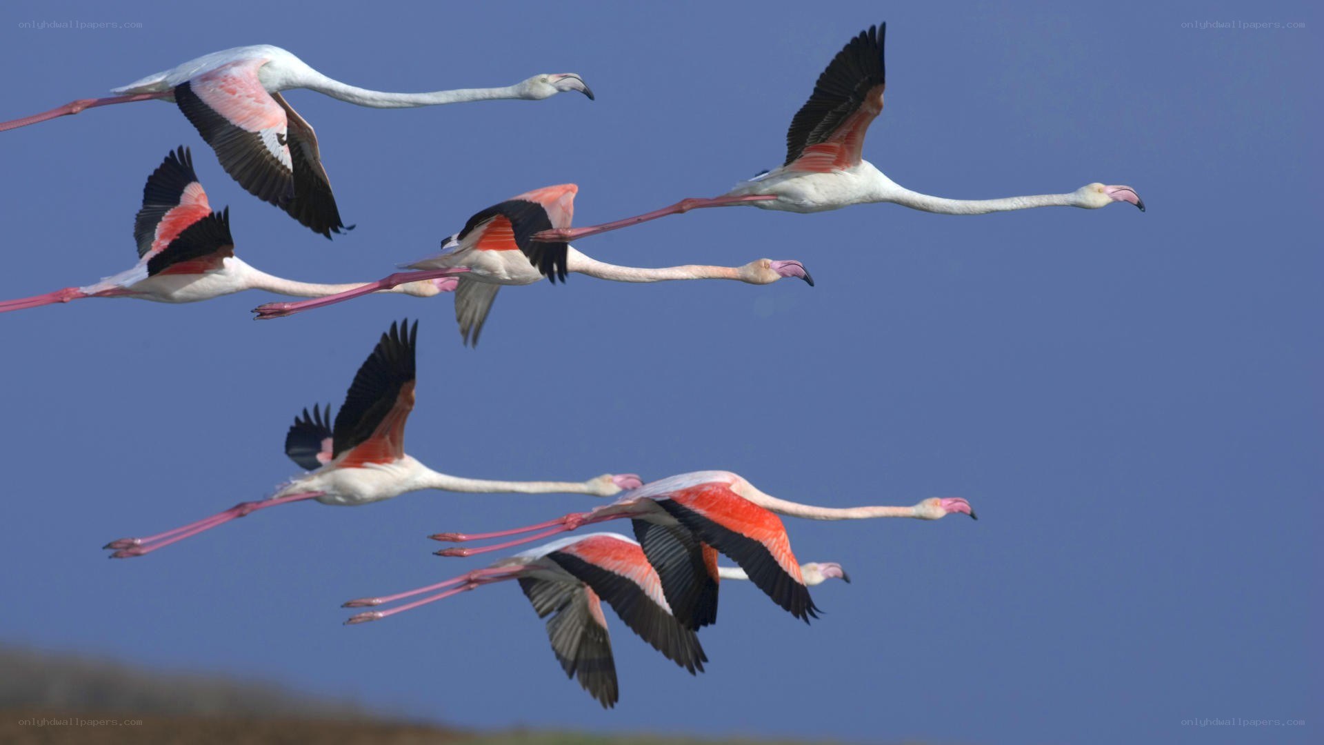 flying flamingos in formation