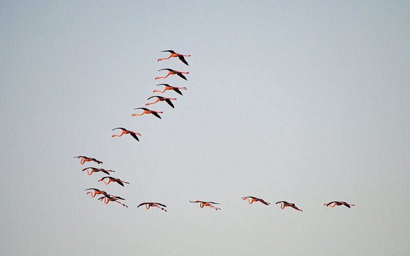 flying flamingos in formation
