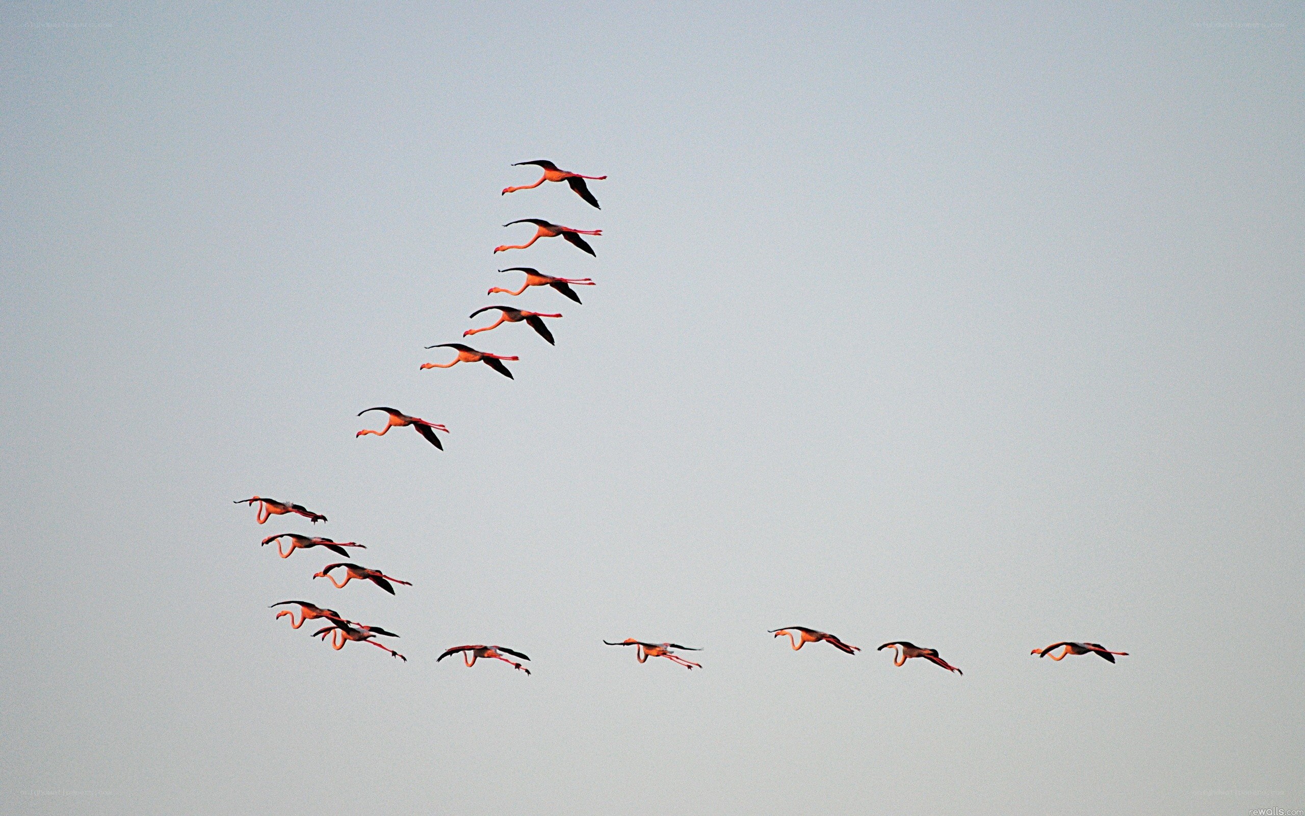 flying flamingos in formation