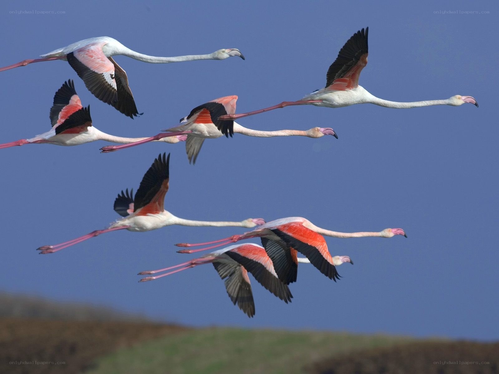 flying flamingos in formation