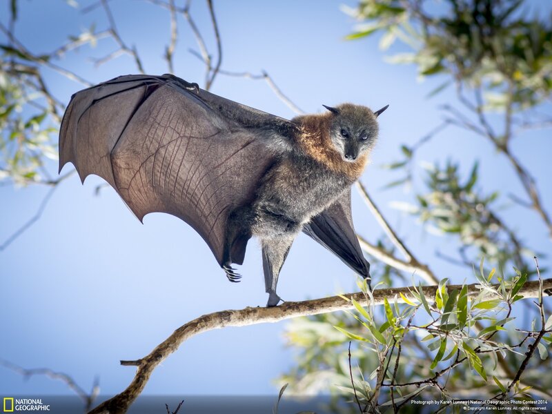 Flying Fox Bat