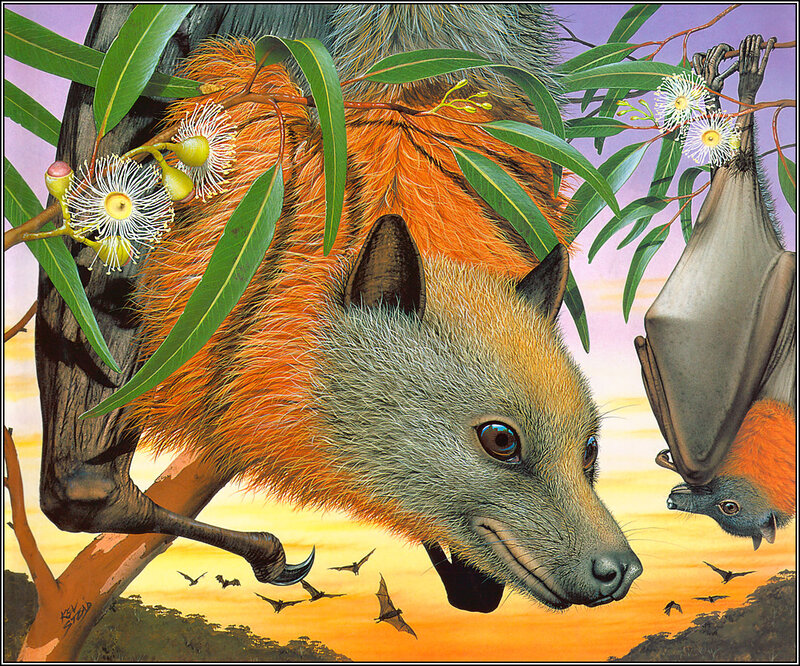 Flying-fox in Eucalyptus