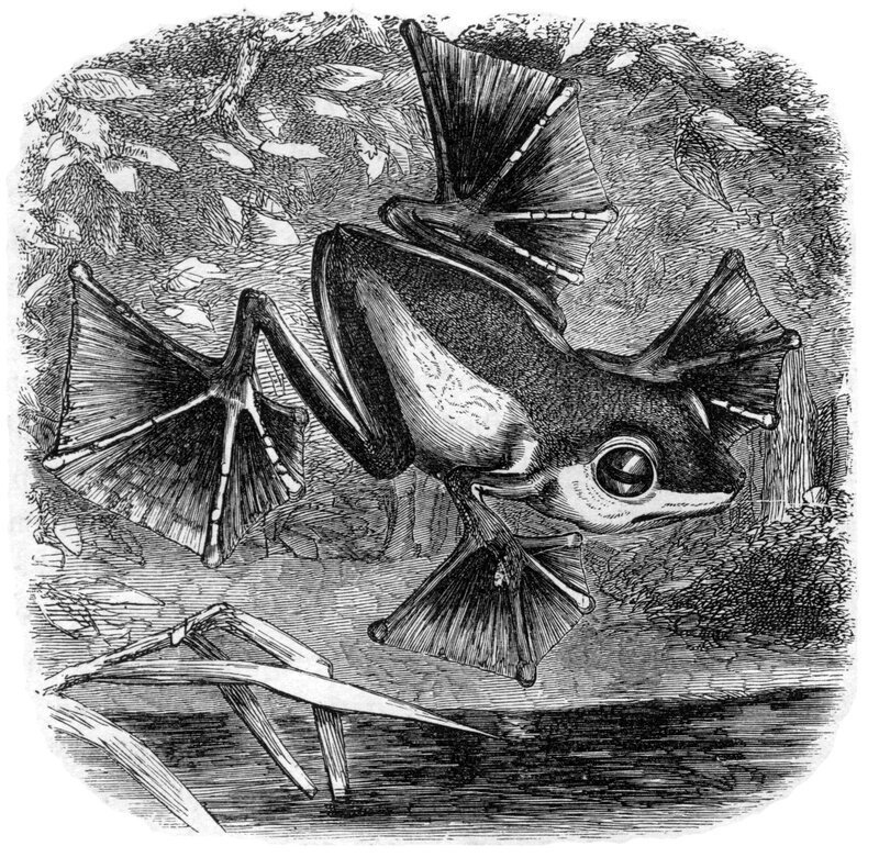 flying frog illustration