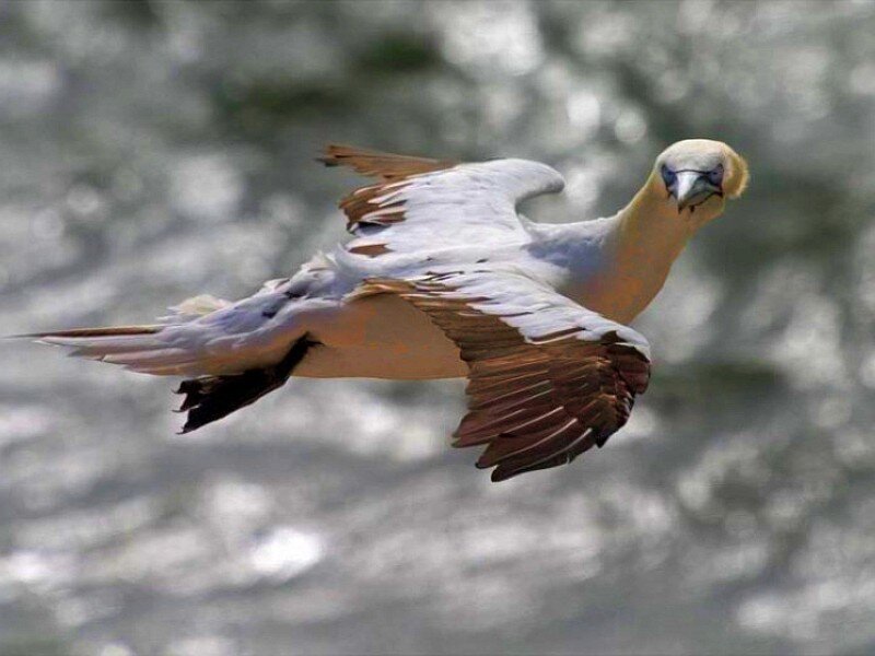 flying gannet bird