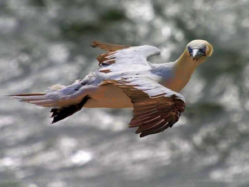 flying gannet bird