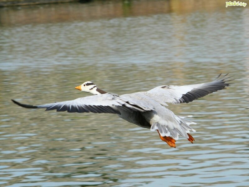 flying goose over water