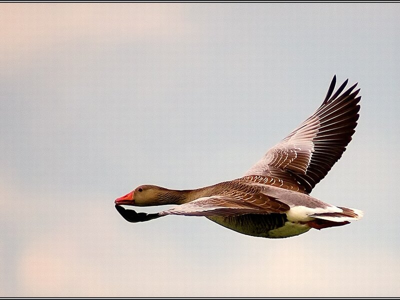 Flying Goose