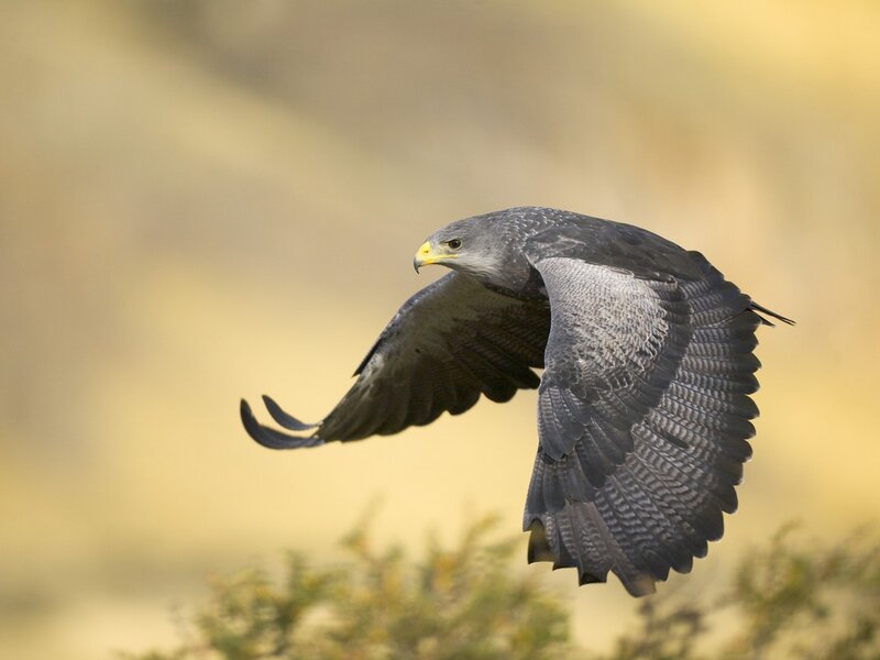 Flying Gray Hawk — Dynamic, Afternoon, Photograph, Wings, Beak