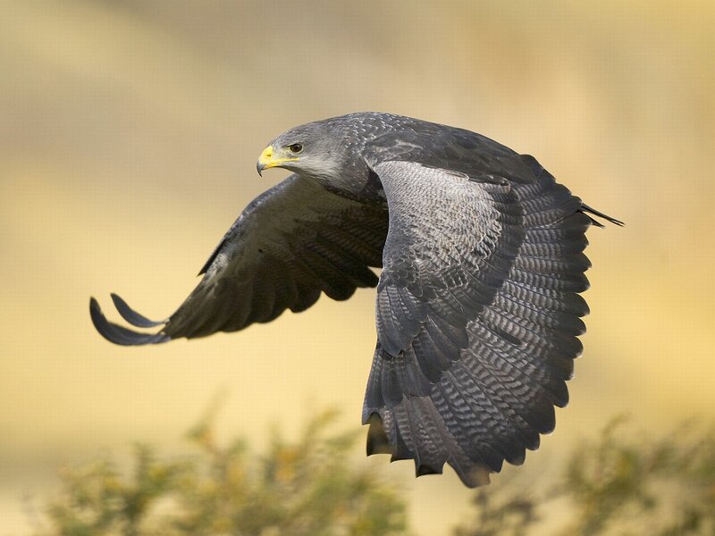 Flying Gray Hawk — Dynamic, Afternoon