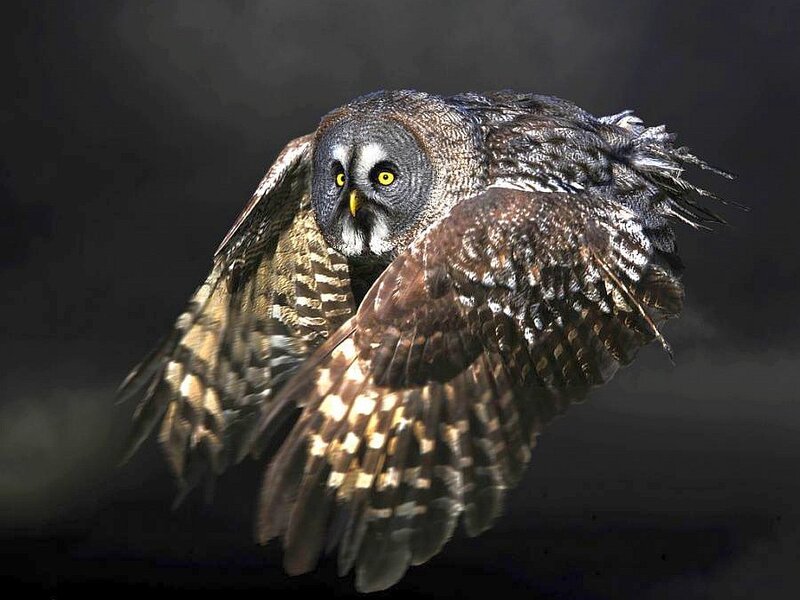 flying great grey owl