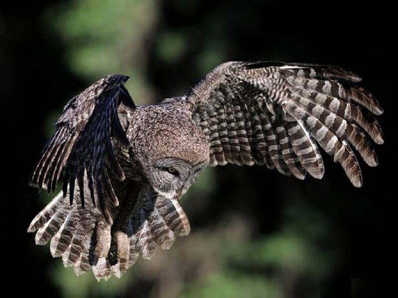 Flying Great Grey Owl — Brown, Dramatic