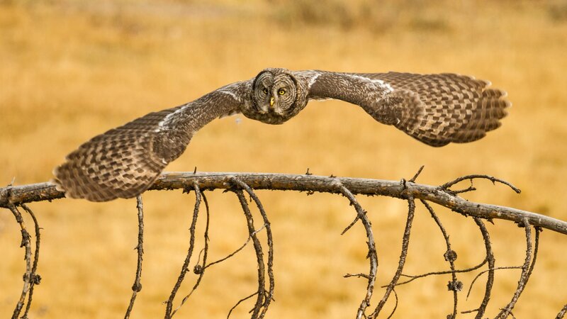 Flying Great Grey Owl — Brown, Focused