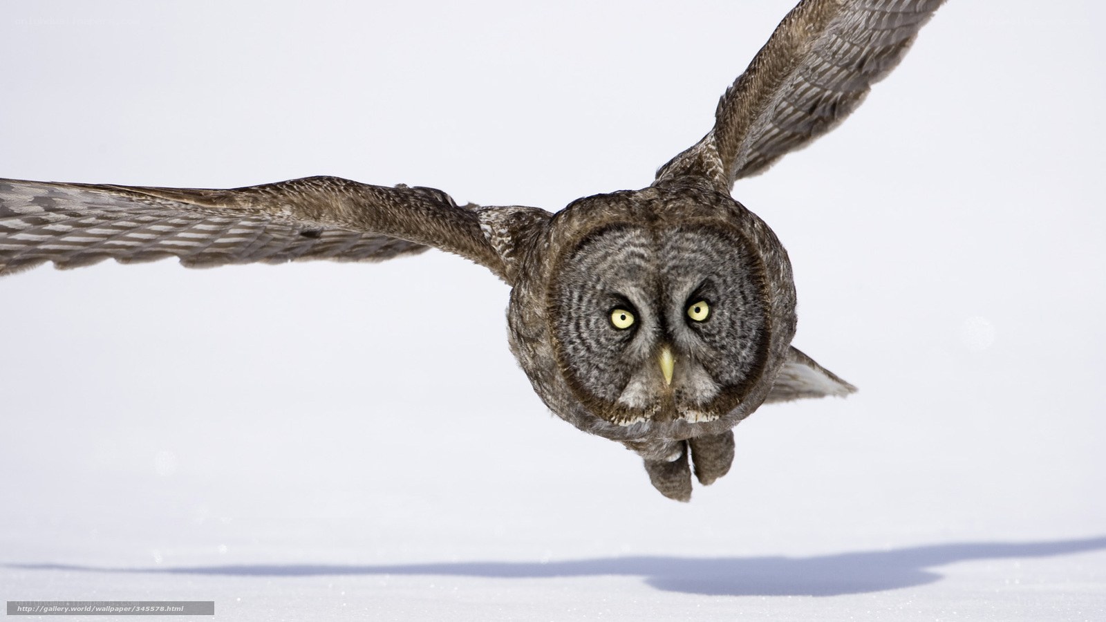 flying great grey owl