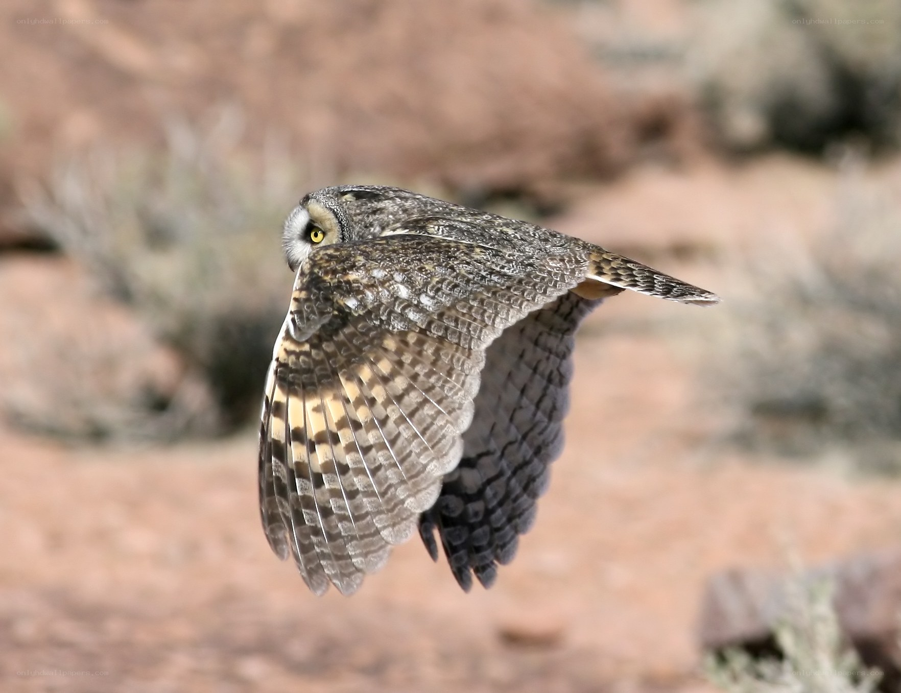 flying great horned owl
