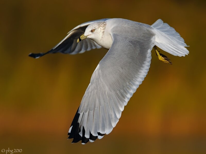 flying gull in autumn light