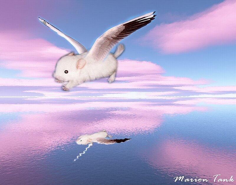 flying hamster over water