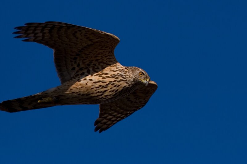 flying hawk against blue sky